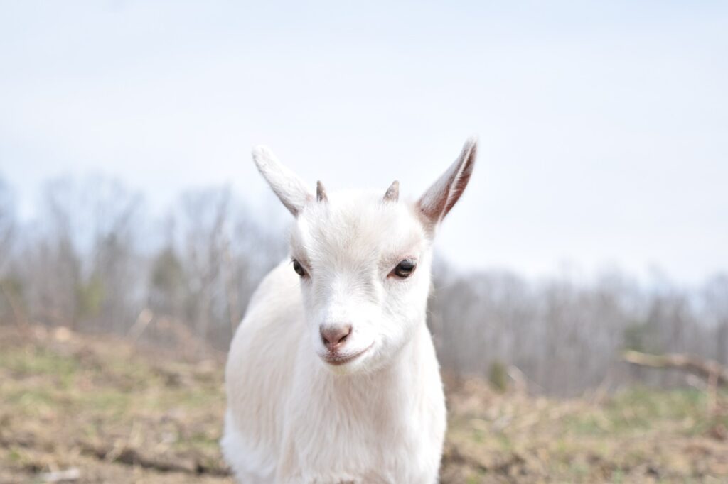 goat, baby, kid, animal, farm, tiny, dwarf, white, goat, nature, goat, goat, goat, goat