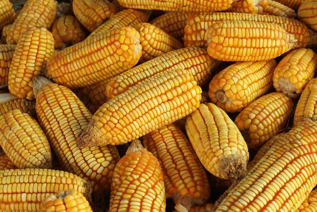 corn, spike, harvest, grains, agriculture, agro, agro, agro, agro, agro, agro