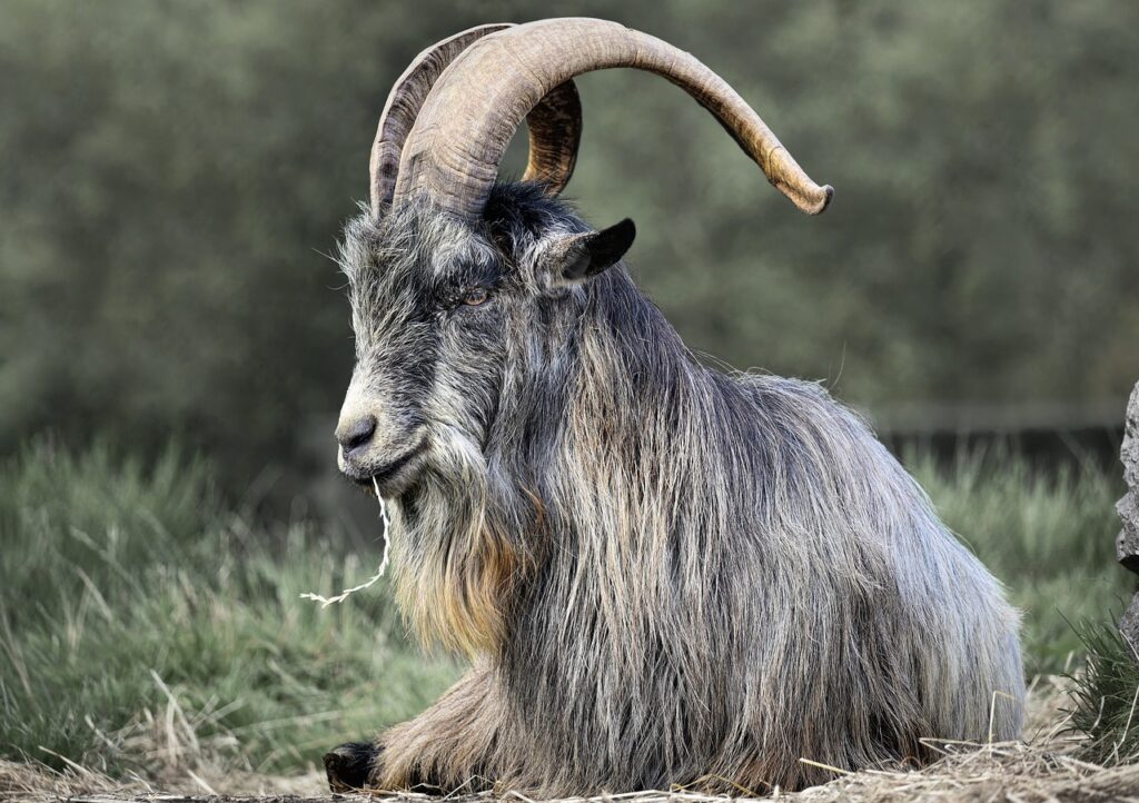 irish goat, goat, animal, critically endangered, mammal, wildlife, ruminant, grass, nature, old irish goat, goat, goat, goat, goat, goat