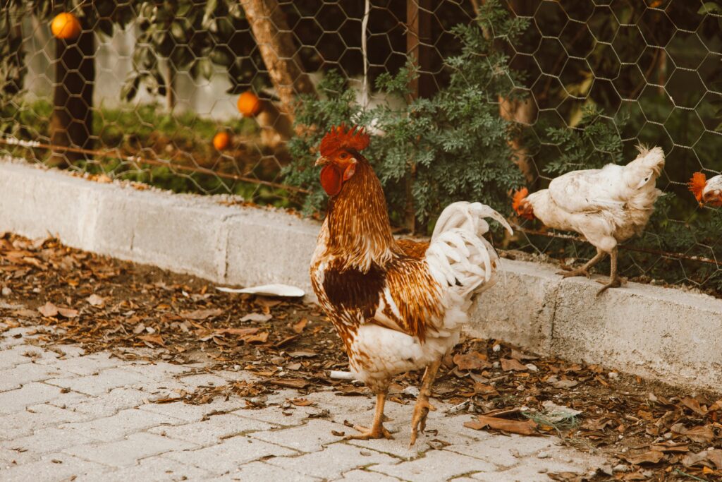 A rooster and hens wander freely on a farm, near a wire fence and oranges.